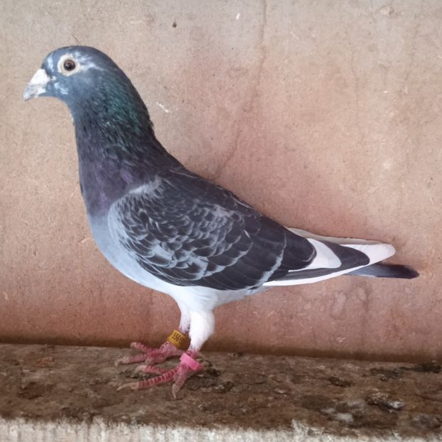 Mascul 19-152 - Stropit list