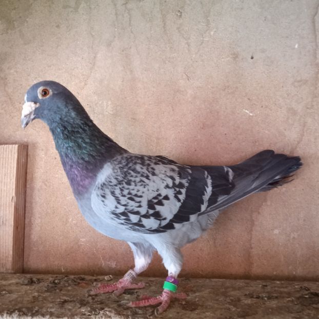 Mascul 08-610 - Stropit