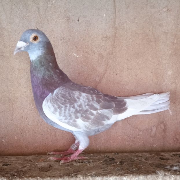 Mascul 20-872 - Porumbei vanduti