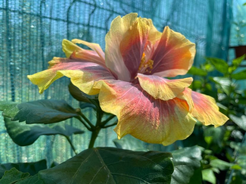  - Wind Rosa Feng Xiajunr