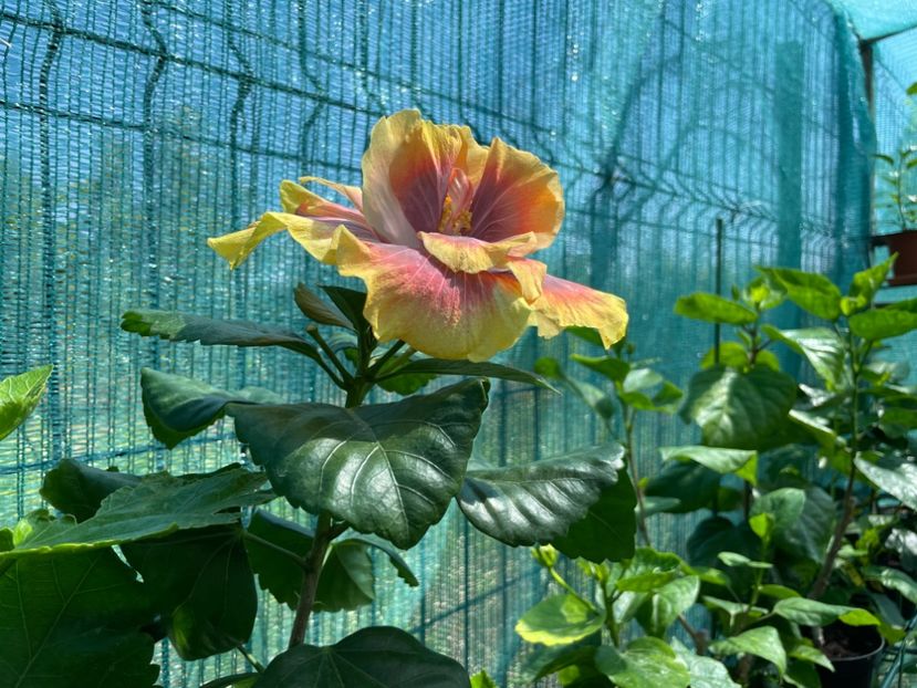  - Wind Rosa Feng Xiajunr