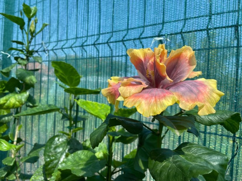  - Wind Rosa Feng Xiajunr