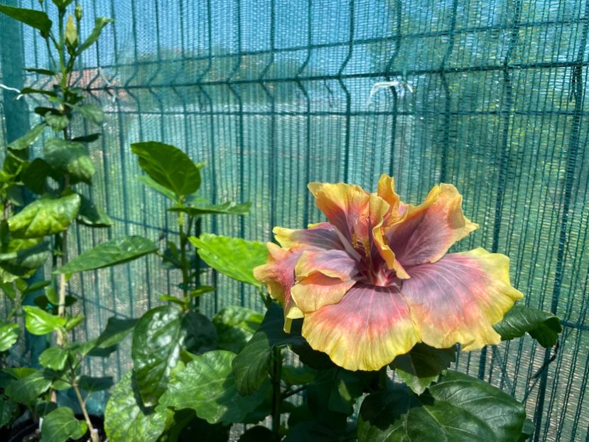  - Wind Rosa Feng Xiajunr