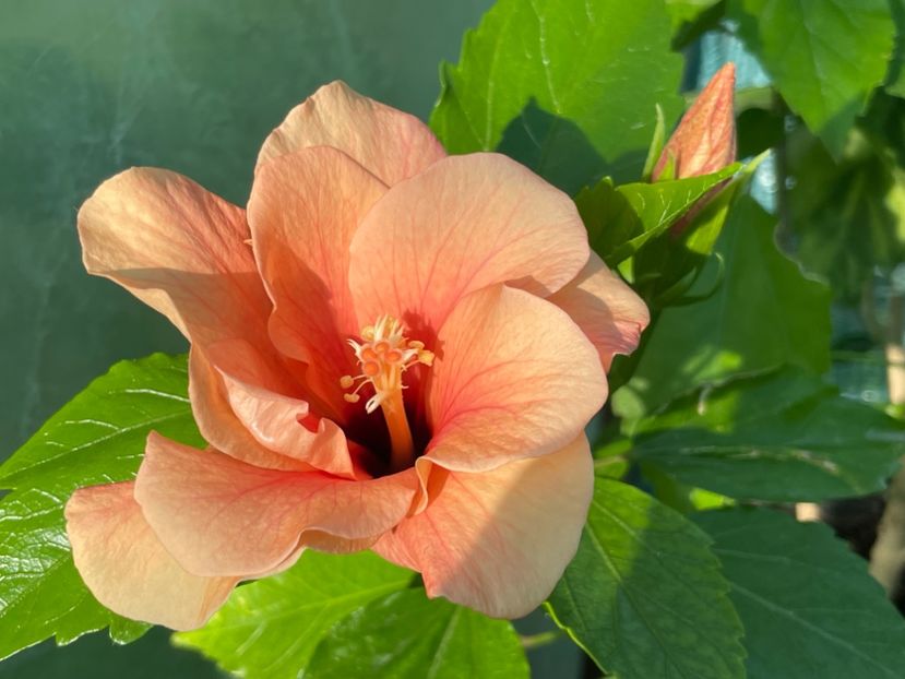  - 001 - Hibiscusi 2024 - 1