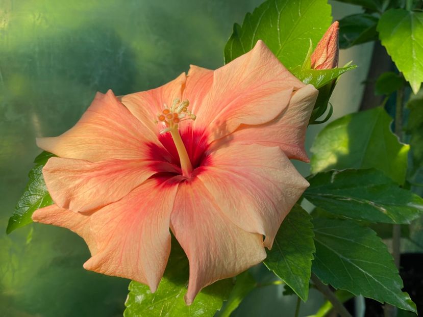  - 001 - Hibiscusi 2024 - 1