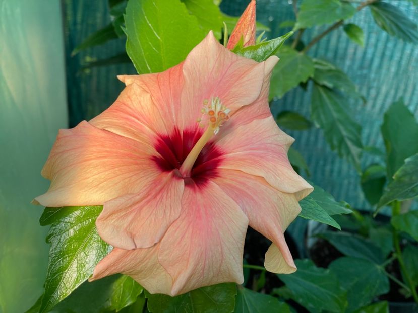  - 001 - Hibiscusi 2024 - 1