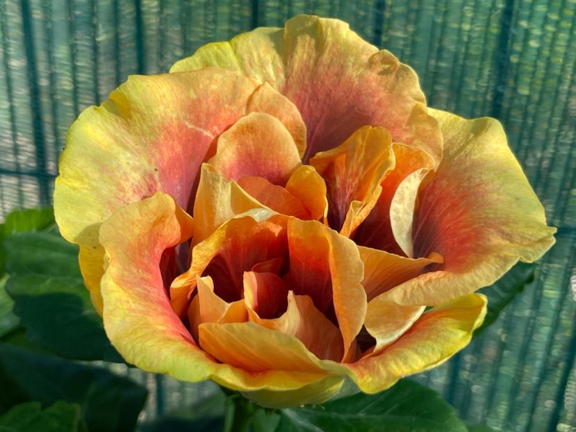  - 001 - Hibiscusi 2024 - 1