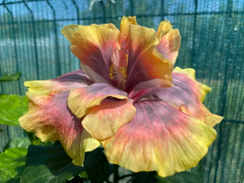  - 001 - Hibiscusi 2024 - 1