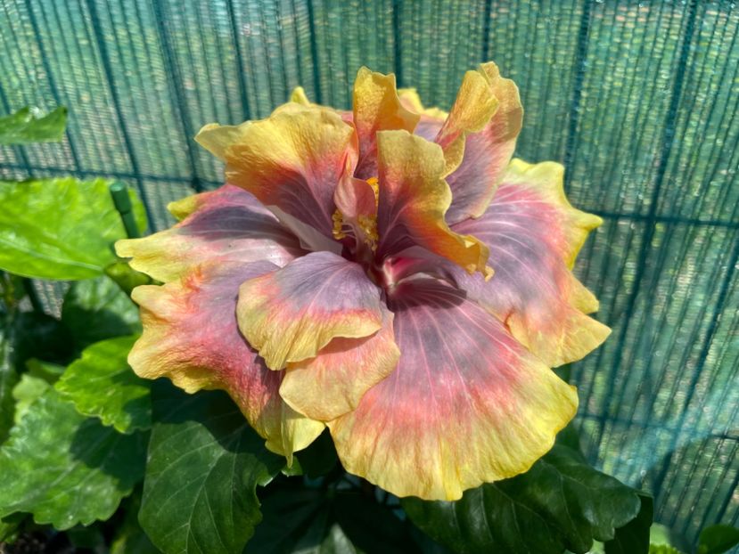  - 001 - Hibiscusi 2024 - 1