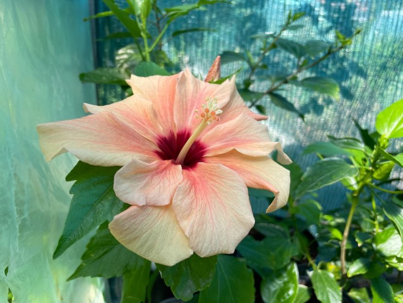  - 001 - Hibiscusi 2024 - 1