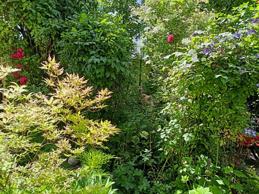 16.06.2024 - Grădina 2024 continuare 3