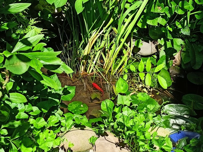  - Grădina 2024 continuare 3