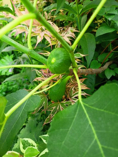 Smochin - Grădina 2024 continuare 3