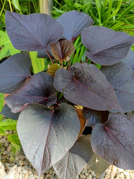 cartof dulce - Grădina 2024 continuare 3