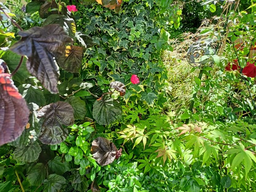  - Grădina 2024 continuare 3