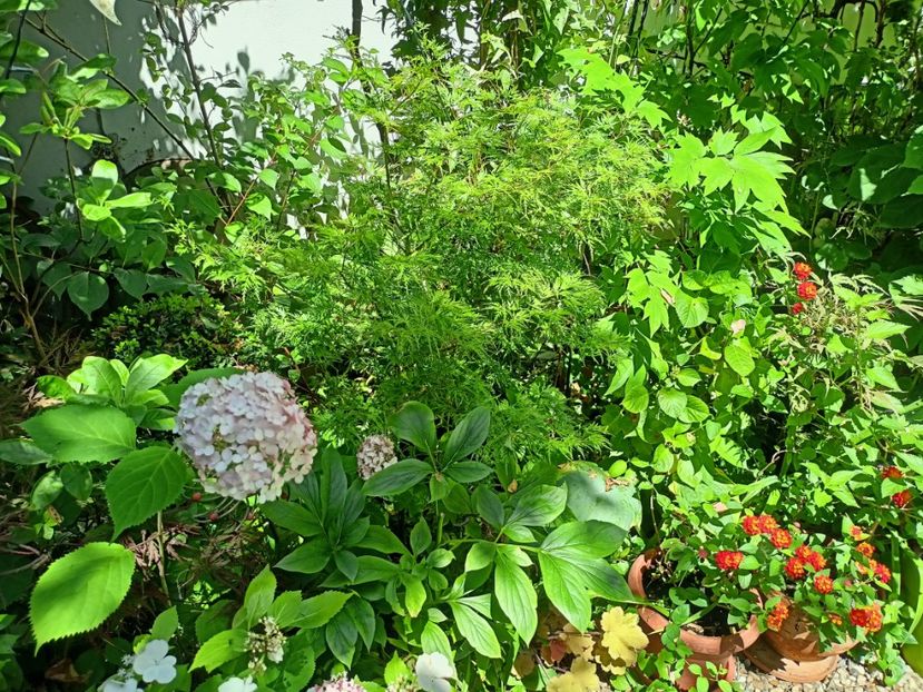 Seiryu - Grădina 2024 continuare 3