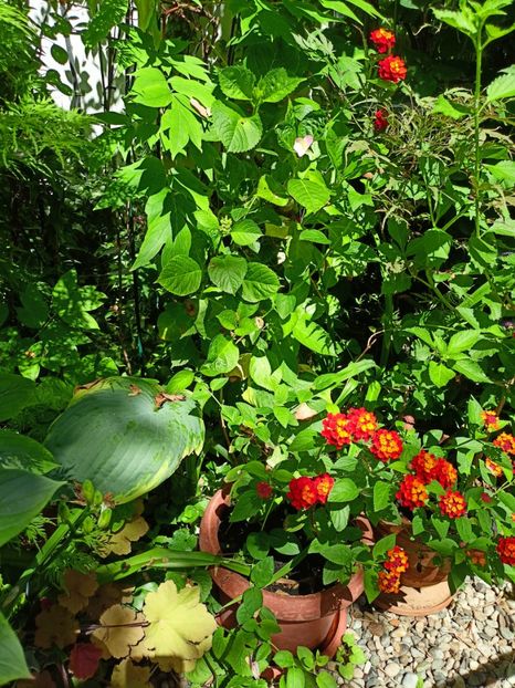  - Grădina 2024 continuare 3