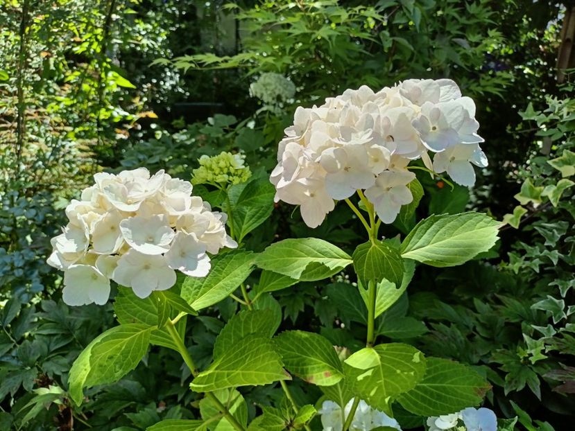  - Grădina 2024 continuare 3