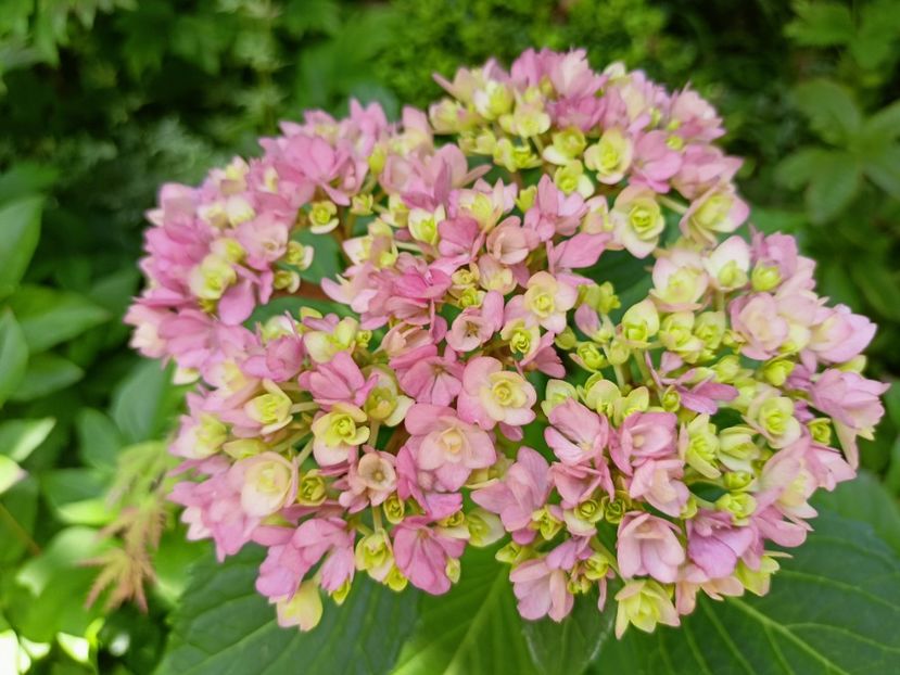  - Grădina 2024 continuare 3