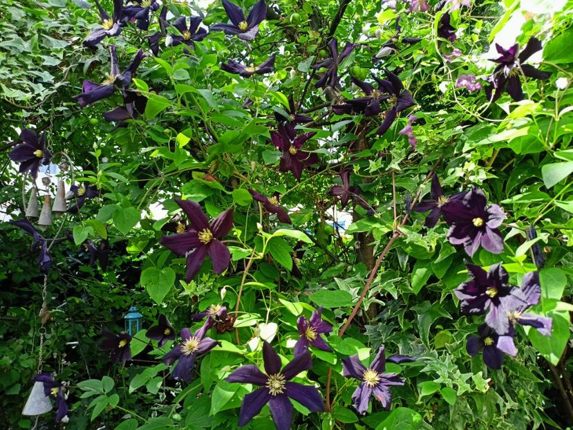  - Grădina 2024 continuare 3