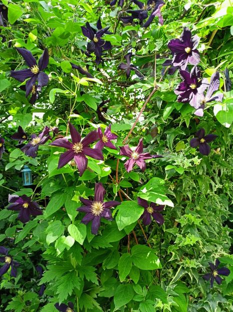  - Grădina 2024 continuare 3