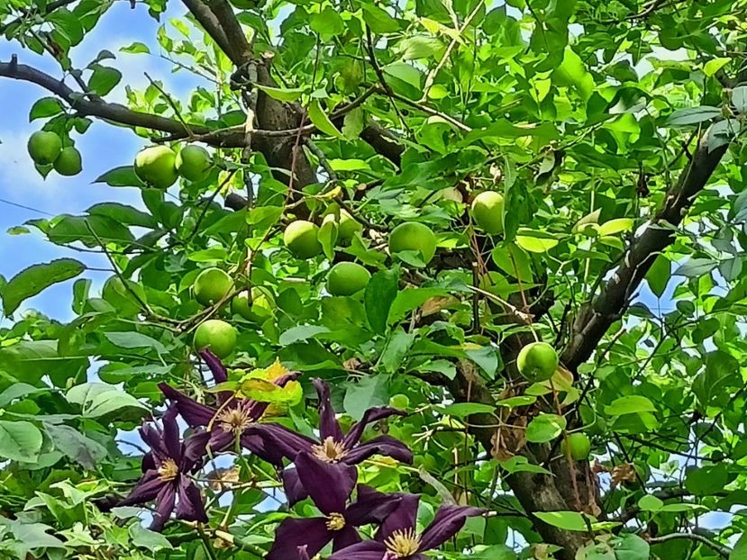 Golden Delicios - Grădina 2024 continuare 3