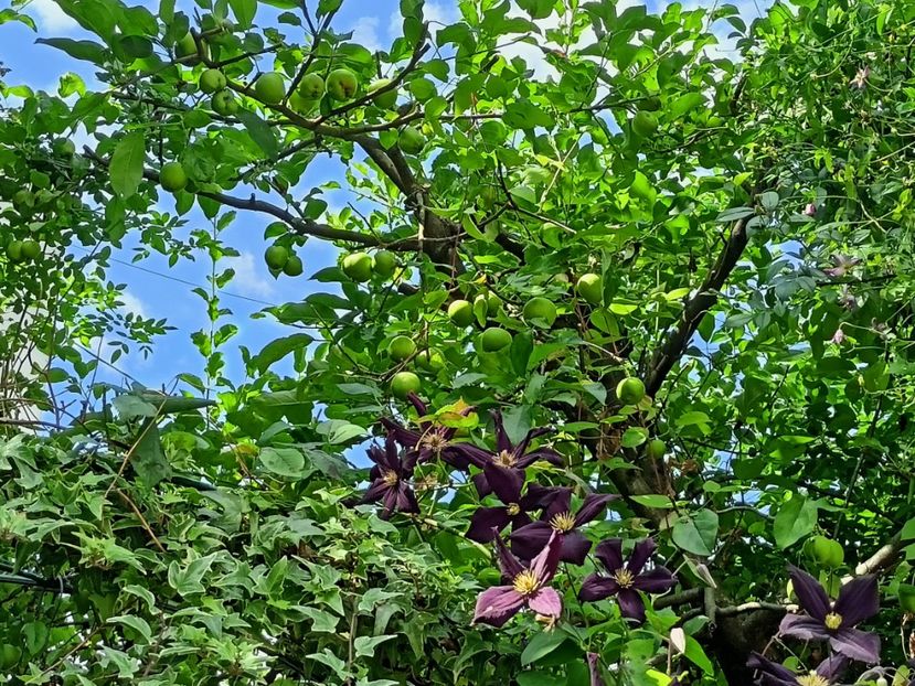  - Grădina 2024 continuare 3