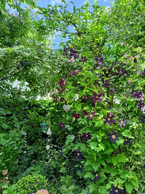  - Grădina 2024 continuare 3