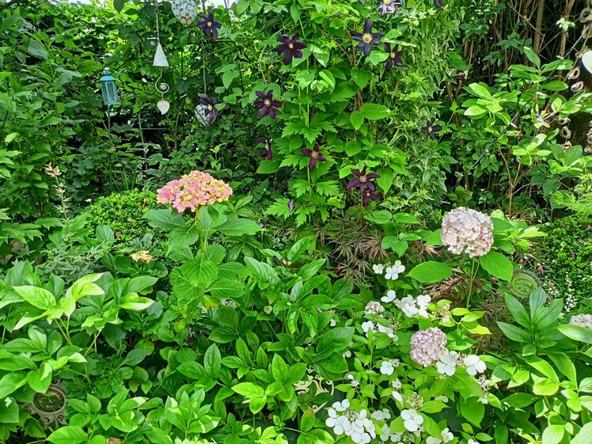  - Grădina 2024 continuare 3