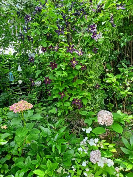  - Grădina 2024 continuare 3