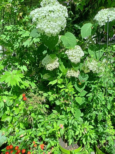 Incrediball - Grădina 2024 continuare 3