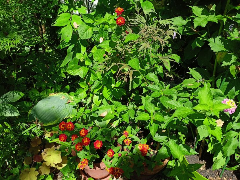  - Grădina 2024 continuare 3