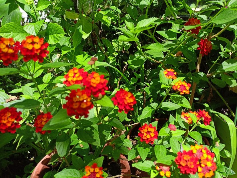  - Grădina 2024 continuare 3