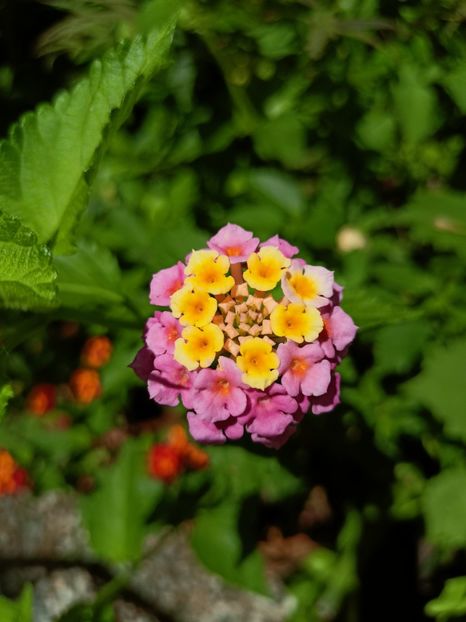  - Grădina 2024 continuare 3