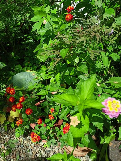  - Grădina 2024 continuare 3