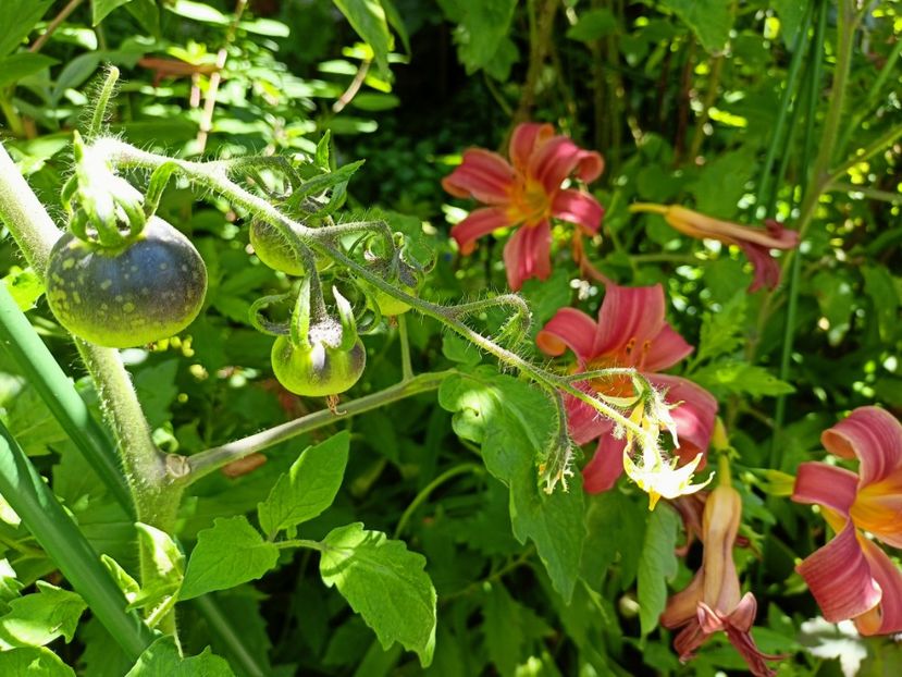  - Grădina 2024 continuare 3