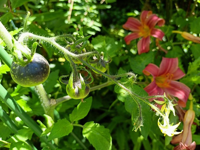  - Grădina 2024 continuare 3