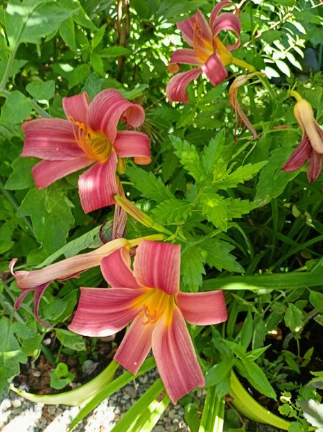  - Grădina 2024 continuare 3