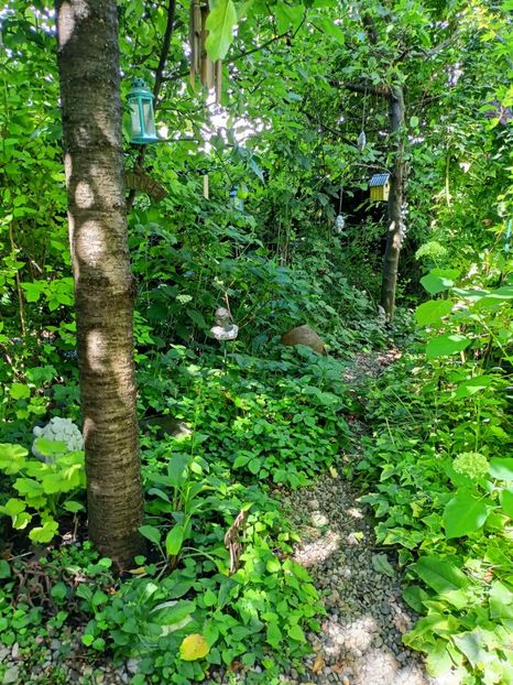  - Grădina 2024 continuare 3