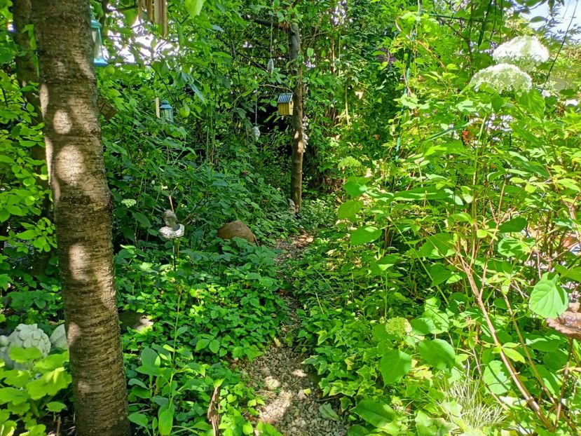  - Grădina 2024 continuare 3