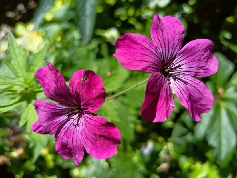 geranium Red Admiral - Grădina 2024 continuare 3