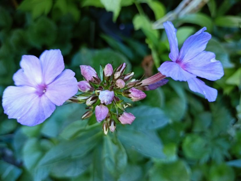  - Grădina 2024 continuare 3