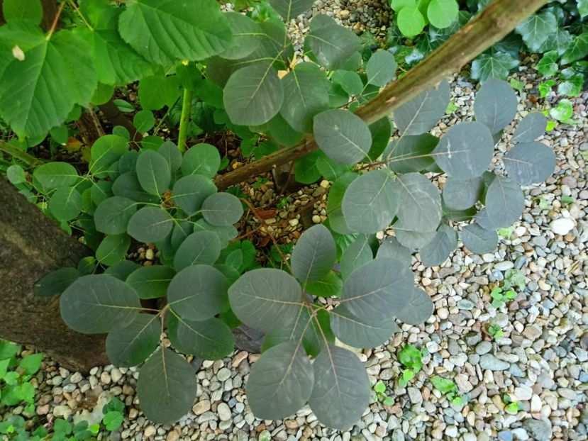 Cotinus Royal Purple - Grădina 2024 continuare 3