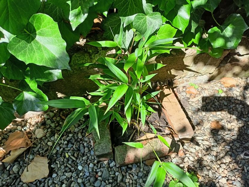Bambus phyllostachys nigra - Grădina 2024 continuare 3