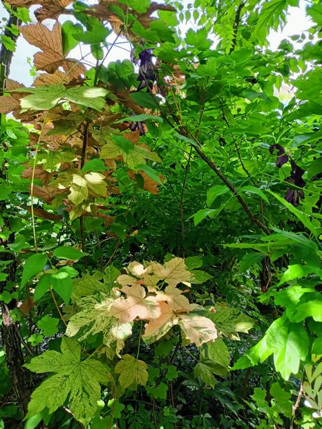  - Grădina 2024 continuare 3