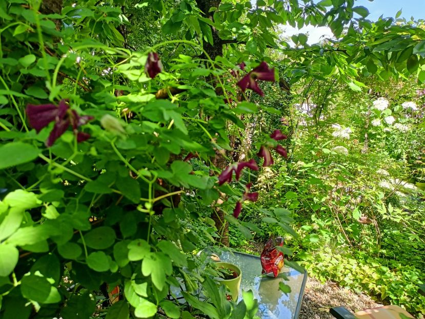  - Grădina 2024 continuare 3