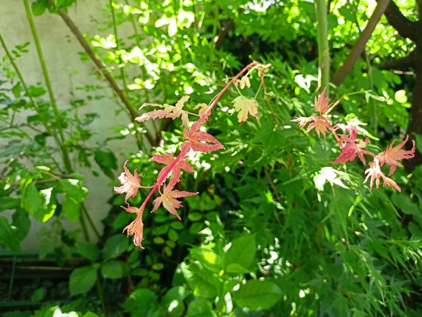 Taiyo-Nishiki - Grădina 2024 continuare 3