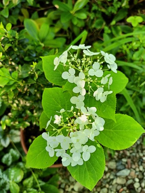  - Grădina 2024 continuare 3