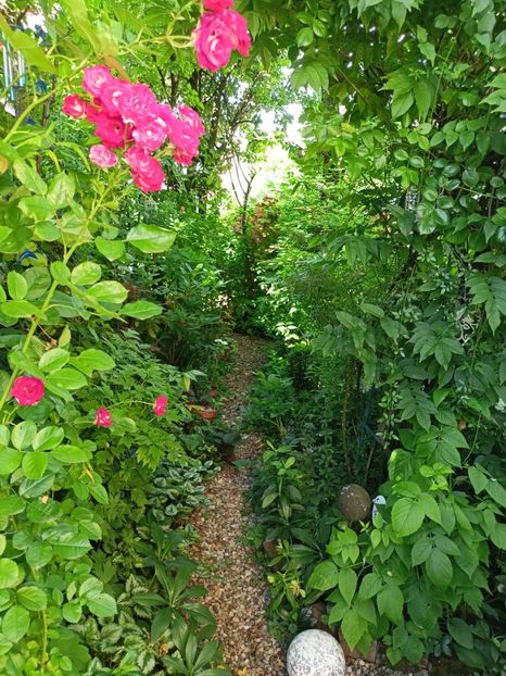  - Grădina 2024 continuare 3