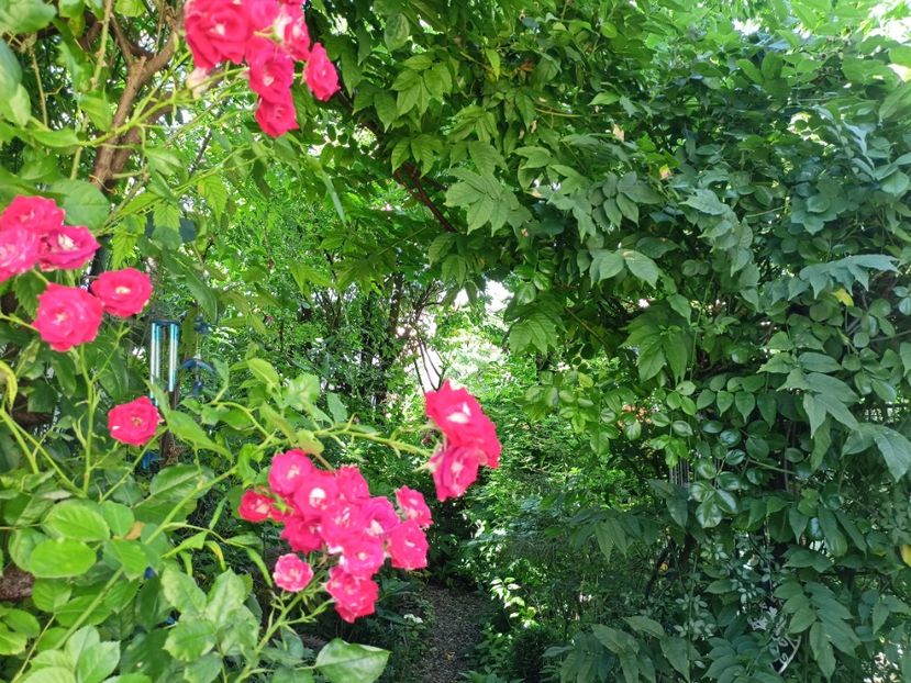  - Grădina 2024 continuare 3